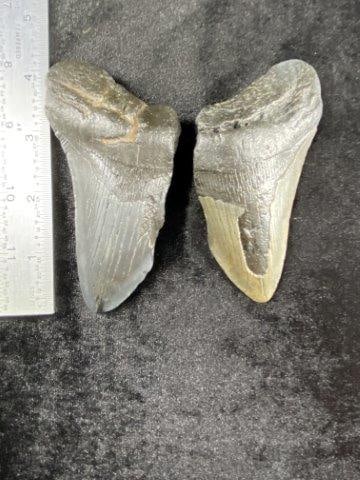 2 Large Fossil Shark Teeth: Please see picture for measurement. These artifacts are from multiple collections from around the United States. KEY WORDS: NATIVE AMERICAN INDIAN ARTIFACT ARTIFACTS ARROWHEAD ARROWHEADS MISSISSIPPIAN