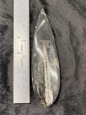 Fossil: Please see picture for measurement. These artifacts are from multiple collections from around the United States. KEY WORDS: NATIVE AMERICAN INDIAN ARTIFACT ARTIFACTS ARROWHEAD ARROWHEADS MISSISSIPPIAN