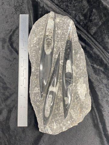 Large Fossil: Please see picture for measurement. These artifacts are from multiple collections from around the United States. KEY WORDS: NATIVE AMERICAN INDIAN ARTIFACT ARTIFACTS ARROWHEAD ARROWHEADS MISSISSIPPIAN