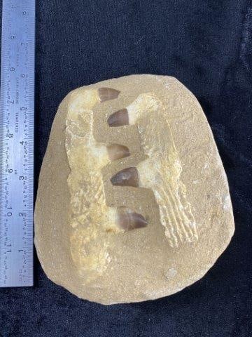 Fossil: Please see picture for measurement. These artifacts are from multiple collections from around the United States. KEY WORDS: NATIVE AMERICAN INDIAN ARTIFACT ARTIFACTS ARROWHEAD ARROWHEADS MISSISSIPPIAN