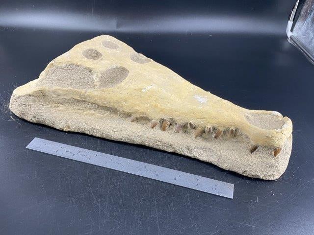 Large Alligator Fossil, major restoration (1 of 9)