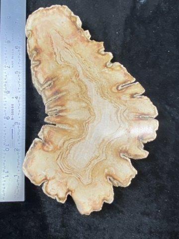 Petrified Wood Slice (1 of 3)
