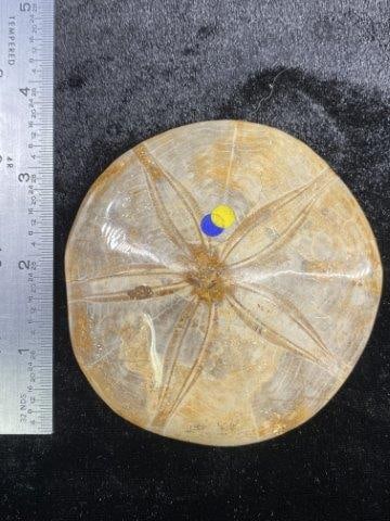 Fossil: Please see picture for measurement. Now taking in consignments for pre-1980 baseball cards , coins & arrowheads etc. Call anytime for details 501-590-6771. KEY WORDS: NATIVE AMERICAN INDIAN ARTIFACT A