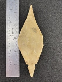 Turkeytail from the Ed. J. Bergman Collection