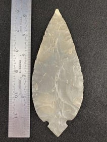 Turkeytail from the Ed. J. Bergman Collection