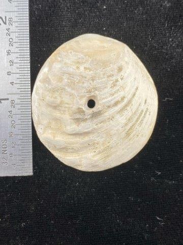 Engraved Shell Bead: Engraved Shell Bead Please see picture for measurement. Now taking in consignments for pre-1980 baseball cards , coins & arrowheads etc. Call anytime for details 501-590-6771. KEY WORDS: NATIVE AMERIC