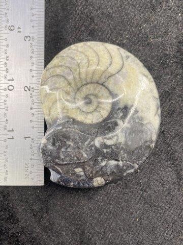 Ammonite Fossil (1 of 3)