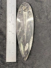 Fossil