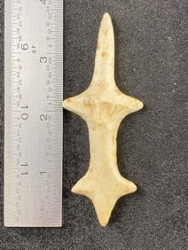 Pollished Stone Lizzard Effigy Indian Artifact Arrowhead