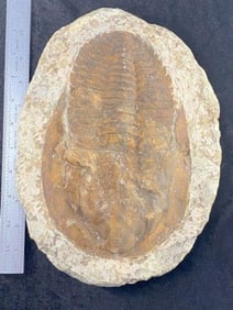 Horseshoe Crab Fossil
