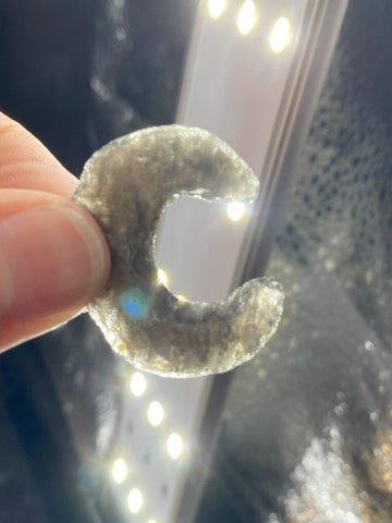 Obsidian Crescent Indian Artifact Arrowhead: KEY WORDS: INDIAN ARTIFACT ARTIFACTS ARROWHEAD ARROWHEADS NATIVE AMERICAN MISSISSIPPIAN QUAPAW CADDO POTTERY COINS MORGAN DOLLAR PEACE DOLLAR SILVER COINS Arkansas. Now taking in consignments for pre-