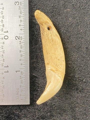 Tooth Pendant Indian Artifact Arrowhead: KEY WORDS: INDIAN ARTIFACT ARTIFACTS ARROWHEAD ARROWHEADS NATIVE AMERICAN MISSISSIPPIAN QUAPAW CADDO POTTERY COINS MORGAN DOLLAR PEACE DOLLAR SILVER COINS Arkansas. Now taking in consignments for pre-
