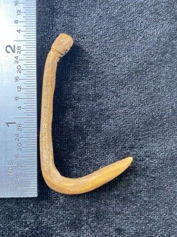 Bone Hook Indian Artifact Arrowhead: KEY WORDS: INDIAN ARTIFACT ARTIFACTS ARROWHEAD ARROWHEADS NATIVE AMERICAN MISSISSIPPIAN QUAPAW CADDO POTTERY COINS MORGAN DOLLAR PEACE DOLLAR SILVER COINS Arkansas. Now taking in consignments for pre-