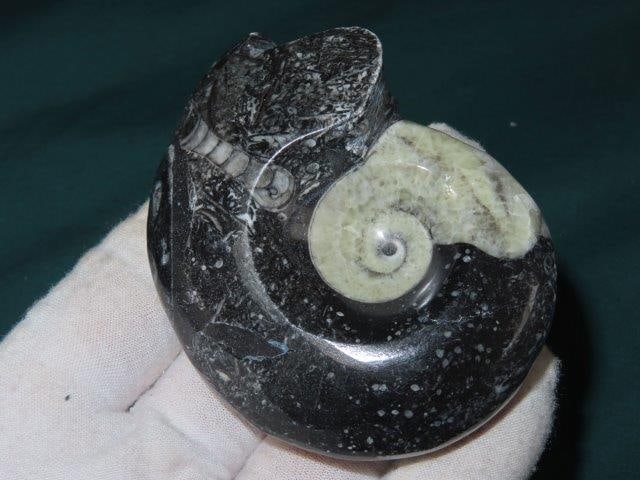 Ammonite Fossil (1 of 4)