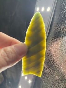 Clovis Indian Artifact Arrowhead