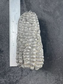 4 & 1/2" Peruvian Maize Shaman Offering Indian Artifact Arrowhead