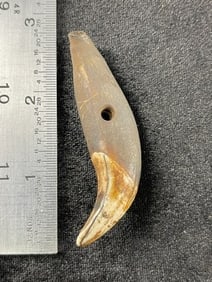 2 & 3/4" Tooth Pendant Indian Artifact Arrowhead