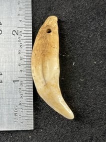 2 & 1/4" Tooth Pendant Indian Artifact Arrowhead