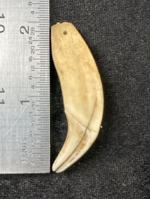 2" Tooth Pendant Indian Artifact Arrowhead