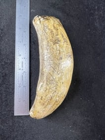 6 & 1/2" Scrimshaw Art