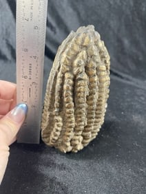 Peruvian Maize Shaman Offering Indian Artifact Arrowhead