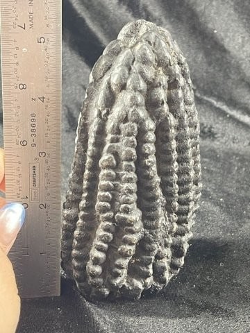 Peruvian Maize Shaman Offering Indian Artifact Arrowhead: KEY WORDS: INDIAN ARTIFACT ARTIFACTS ARROWHEAD ARROWHEADS NATIVE AMERICAN MISSISSIPPIAN QUAPAW CADDO POTTERY COINS MORGAN DOLLAR PEACE DOLLAR SILVER COINS Arkansas. Now taking in consignments for pre-