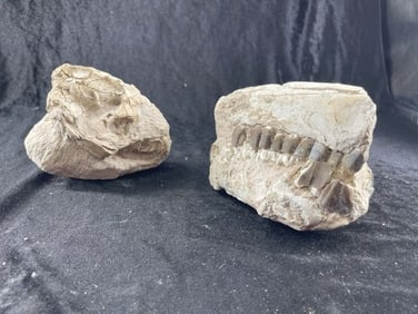 Replica Fossils