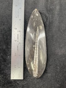 Fossil