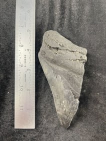 Shark Tooth Fossil