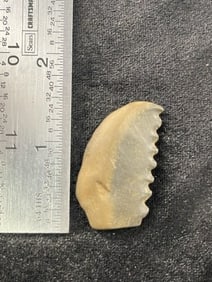 Effigy Indian Artifact Arrowhead