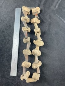 Bone Necklace Indian Artifact Arrowhead