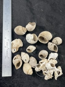 Group of Shell Beads some are engraved Indian Artifact Arrowhead