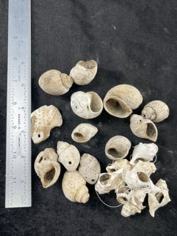 Group of Shell Beads some are engraved Indian Artifact Arrowhead (1 of 3)