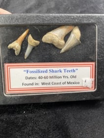 Fossilized Shark Teeth with riker frame