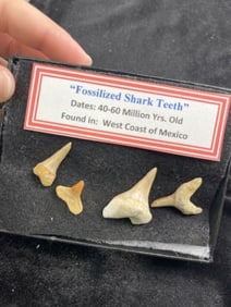 Fossilized Shark Teeth with riker frame