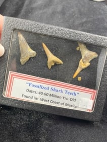Fossilized Shark Teeth with riker frame
