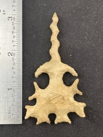 3" Tussinger Eccentric Indian Artifact Arrowhead