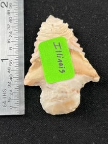 Adena from Illinois Indian Artifact Arrowhead