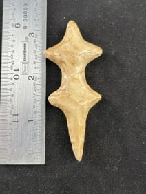 3 & 1/8" Lizard Indian Artifact Arrowhead