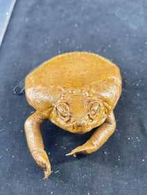 Frog Purse