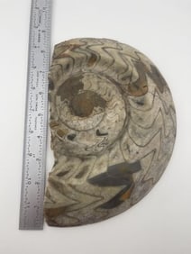 Stone Fossil