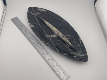 Large Stone Fossil