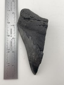 Megalodon Tooth Indian Artifact Arrowhead