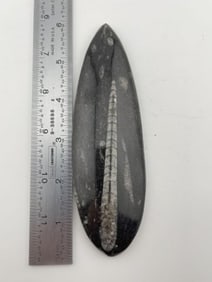 Fossil Indian Artifact Arrowhead