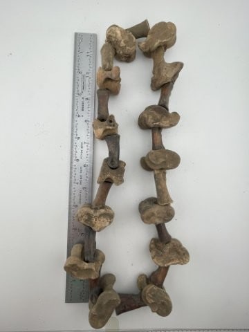 Bone Necklace: KEY WORDS: INDIAN ARTIFACT ARTIFACTS ARROWHEAD ARROWHEADS NATIVE AMERICAN MISSISSIPPIAN QUAPAW CADDO POTTERY COINS MORGAN DOLLAR PEACE DOLLAR SILVER COINS Arkansas. Now taking in consignments for pre-