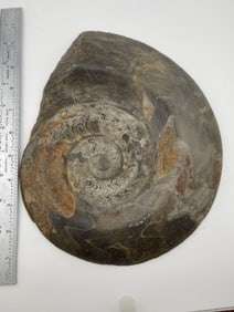 Snail Fossil from Montana Indian Artifact Arrowhead