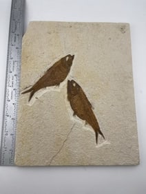 Fish Fossil from Montana Indian Artifact Arrowhead