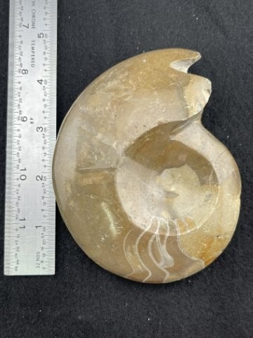 Snail Fossil Indian Artifact Arrowhead: KEY WORDS: INDIAN ARTIFACT ARTIFACTS ARROWHEAD ARROWHEADS NATIVE AMERICAN MISSISSIPPIAN QUAPAW CADDO POTTERY COINS MORGAN DOLLAR PEACE DOLLAR SILVER COINS. All coins have been Sigma tested for authent