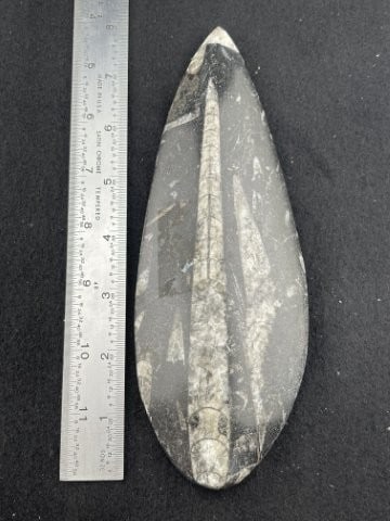 Fossil Indian Artifact Arrowhead: KEY WORDS: INDIAN ARTIFACT ARTIFACTS ARROWHEAD ARROWHEADS NATIVE AMERICAN MISSISSIPPIAN QUAPAW CADDO POTTERY COINS MORGAN DOLLAR PEACE DOLLAR SILVER COINS. All coins have been Sigma tested for authent