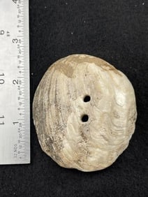 Shell Gorget Indian Artifact Arrowhead